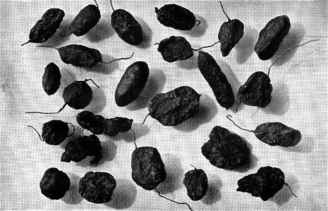 NSRW Crossbred Potatoes