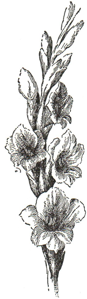 NSRW Gladiolus