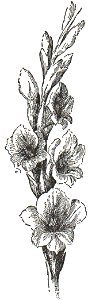 NSRW Gladiolus. Free illustration for personal and commercial use.