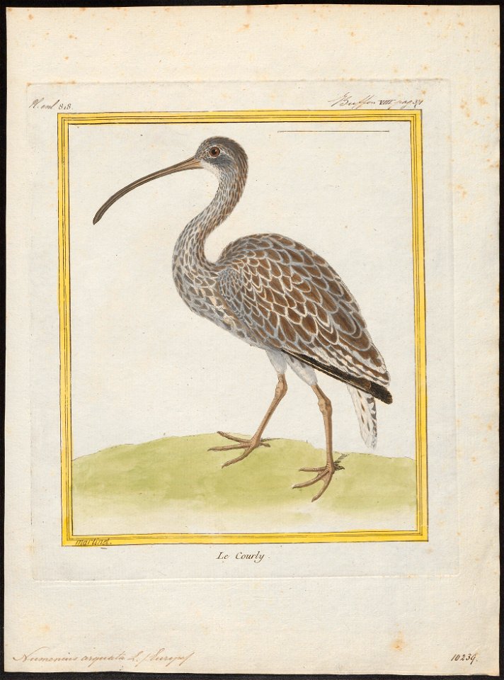 Numenius arquata - 1700-1880 - Print - Iconographia Zoologica - Special Collections University of Amsterdam - UBA01 IZ17400045