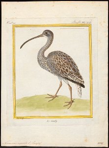 Numenius arquata - 1700-1880 - Print - Iconographia Zoologica - Special Collections University of Amsterdam - UBA01 IZ17400045