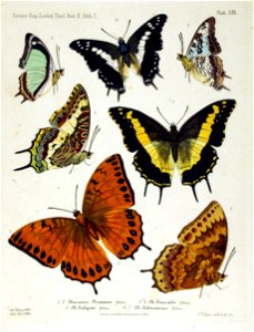 NovaraExpZoologischeTheilLepidopteraAtlasTaf59