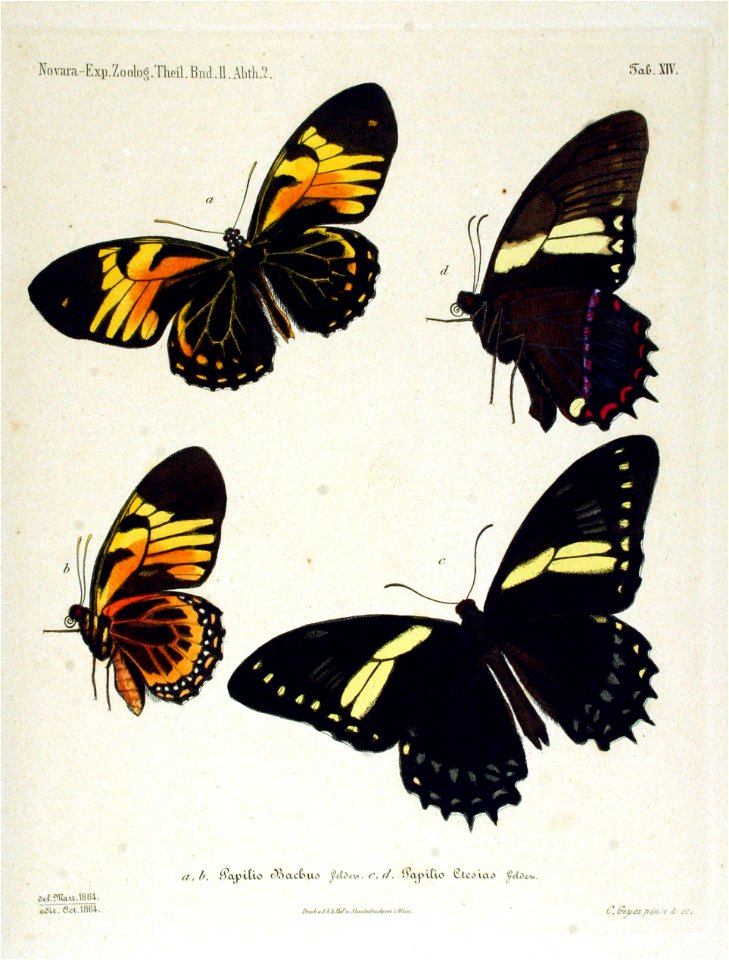 NovaraExpZoologischeTheilLepidopteraAtlasTaf14
