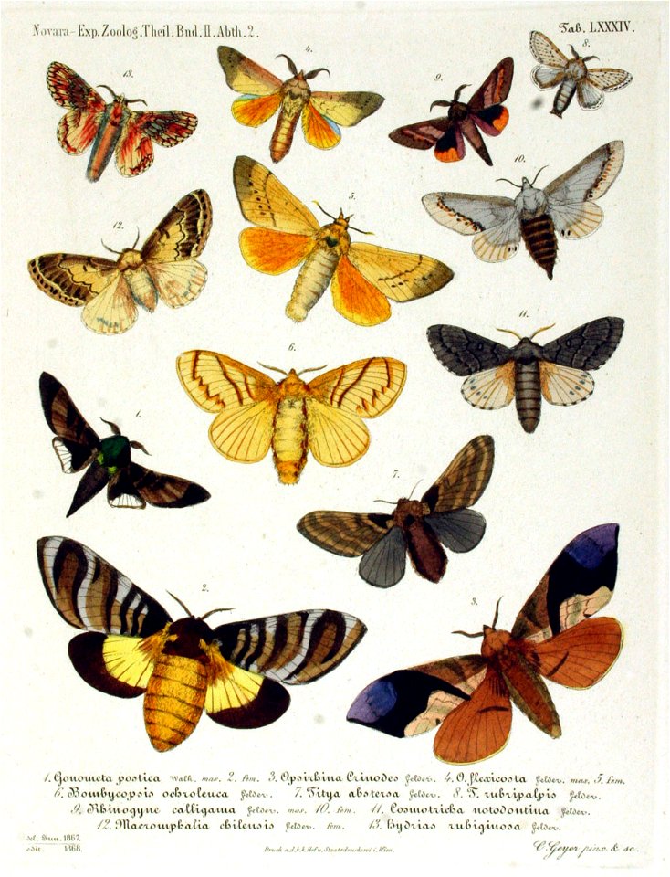 NovaraExpZoologischeTheilLepidopteraAtlasTaf84