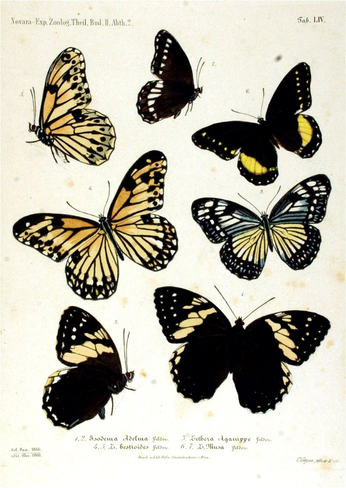 NovaraExpZoologischeTheilLepidopteraAtlasTaf54