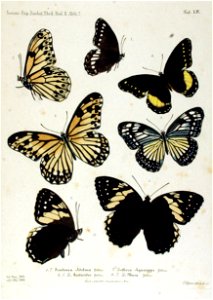 NovaraExpZoologischeTheilLepidopteraAtlasTaf54
