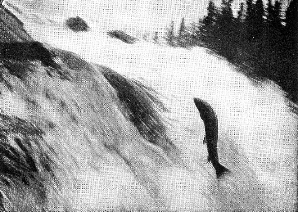 NSRW Salmon Jumping Falls