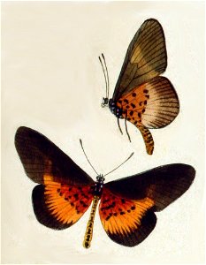 NovaraExpZoologischeTheilLepidopteraAtlasTaf46 Bematistes vestalis