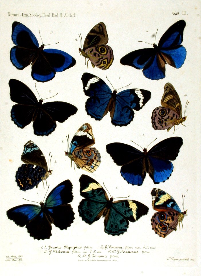 NovaraExpZoologischeTheilLepidopteraAtlasTaf52