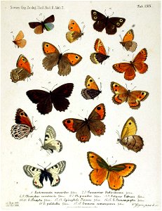 NovaraExpZoologischeTheilLepidopteraAtlasTaf69