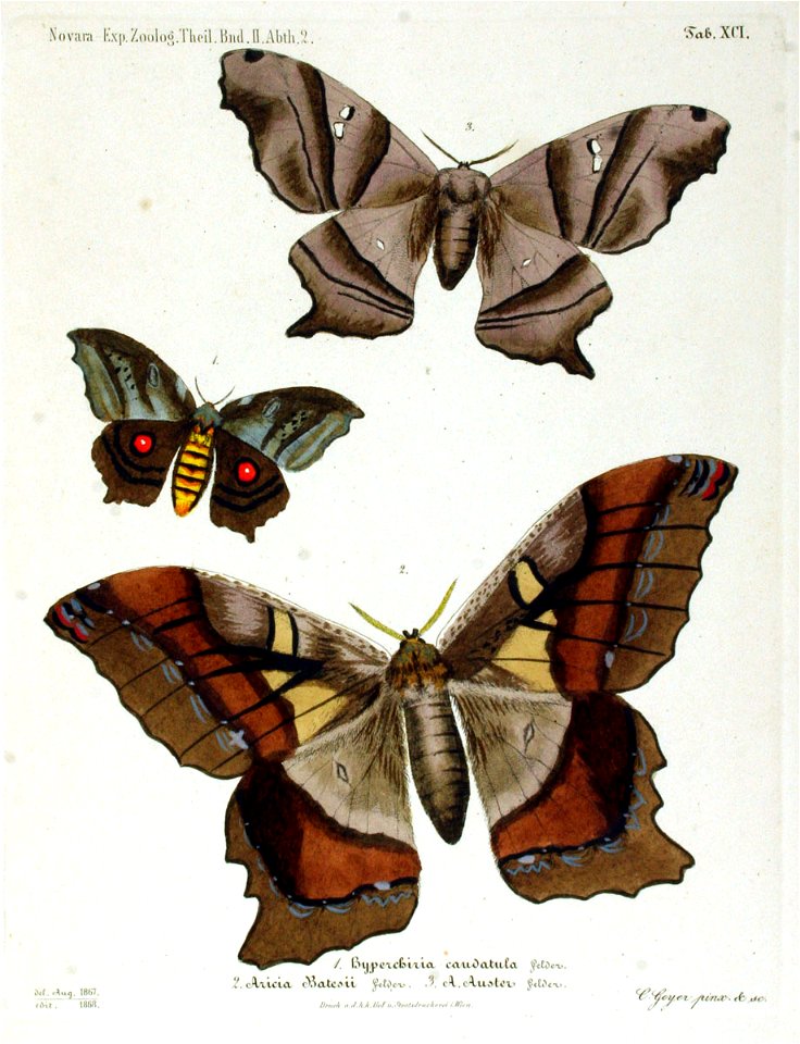 NovaraExpZoologischeTheilLepidopteraAtlasTaf91
