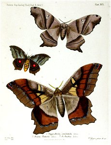 NovaraExpZoologischeTheilLepidopteraAtlasTaf91