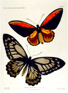 NovaraExpZoologischeTheilLepidopteraAtlasTaf3