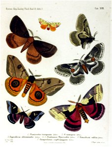 NovaraExpZoologischeTheilLepidopteraAtlasTaf93