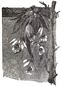 NSRW Orchid