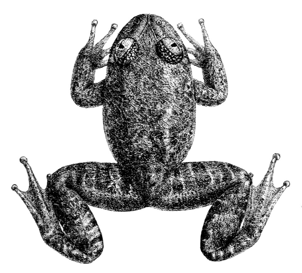 Nyctibatrachus major