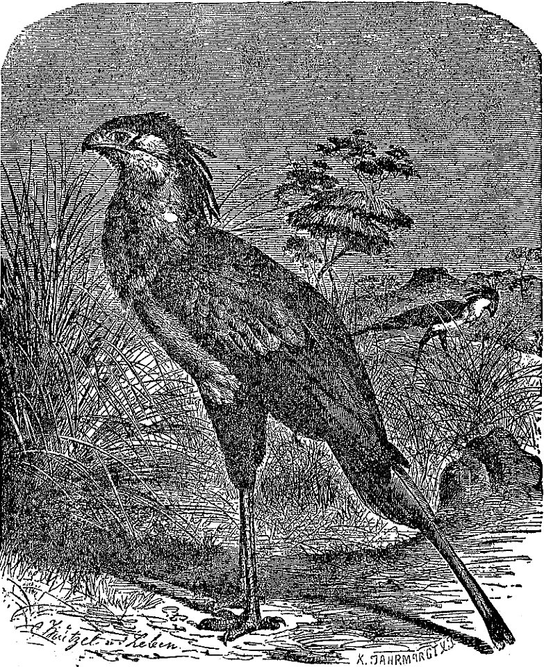 NSRW Secretary-Bird