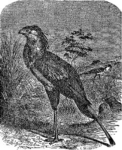 NSRW Secretary-Bird