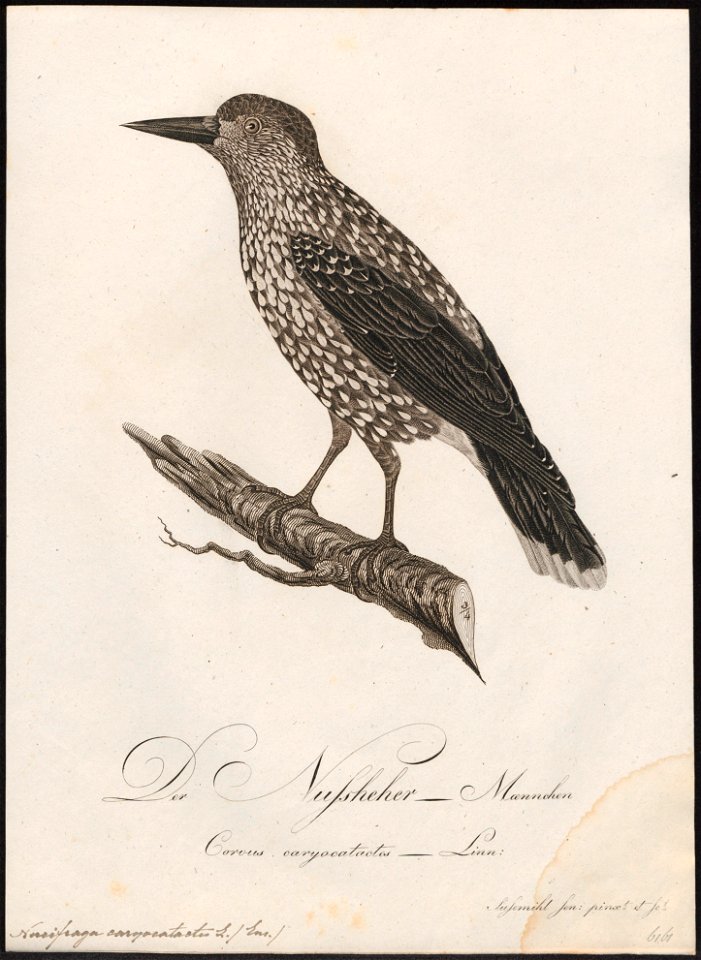 Nucifraga caryocatactes - 1800-1812 - Print - Iconographia Zoologica - Special Collections University of Amsterdam - UBA01 IZ15700173