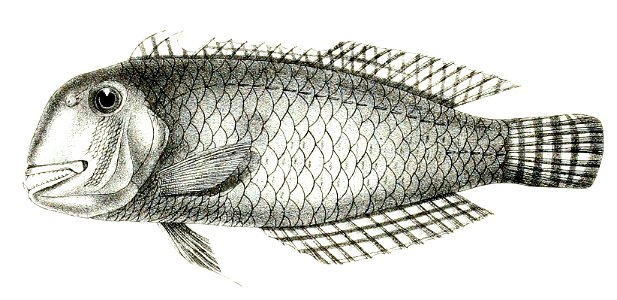 Novacula punctulata Mintern 88