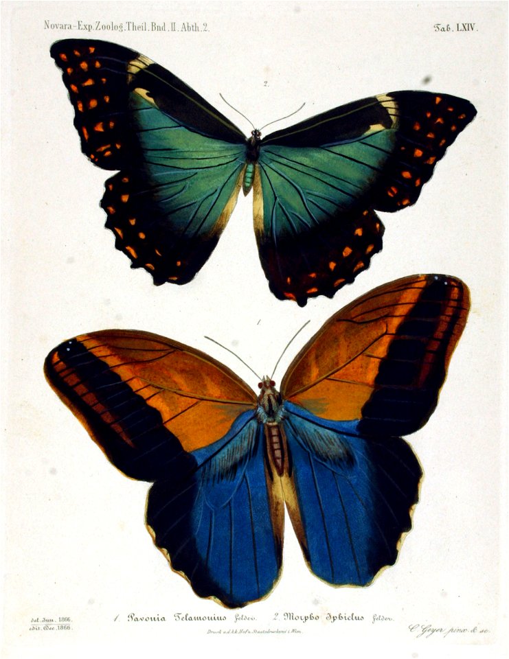 NovaraExpZoologischeTheilLepidopteraAtlasTaf64