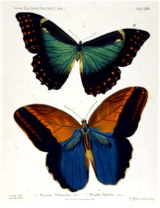 NovaraExpZoologischeTheilLepidopteraAtlasTaf64
