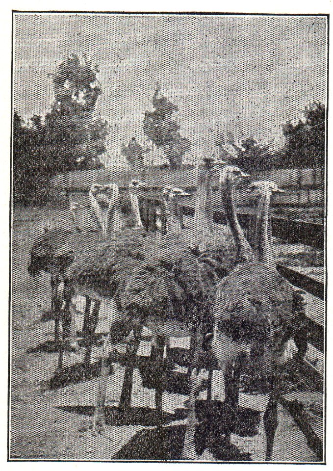NSRW Young Ostriches California