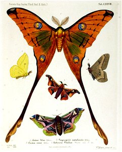 NovaraExpZoologischeTheilLepidopteraAtlasTaf88