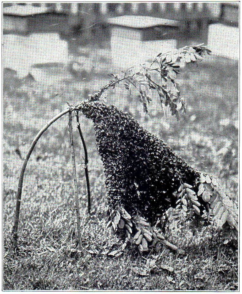 NSRW Bee Swarm