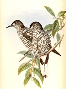 Nucifraga multipunctata Gould