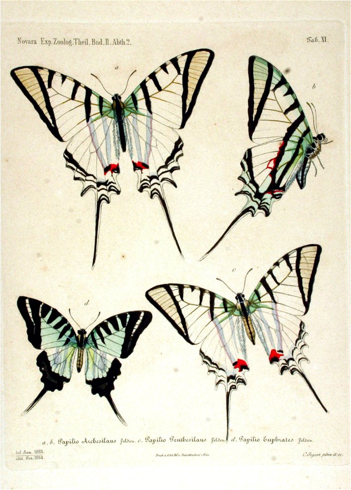 NovaraExpZoologischeTheilLepidopteraAtlasTaf11