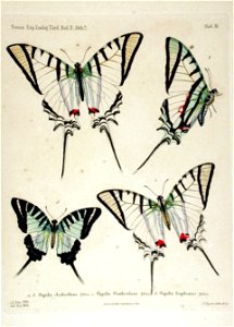 NovaraExpZoologischeTheilLepidopteraAtlasTaf11