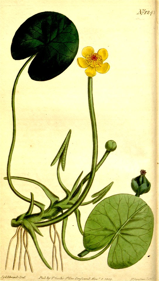 Nuphar microphylla Bot. Mag. 31. 1243. 1809