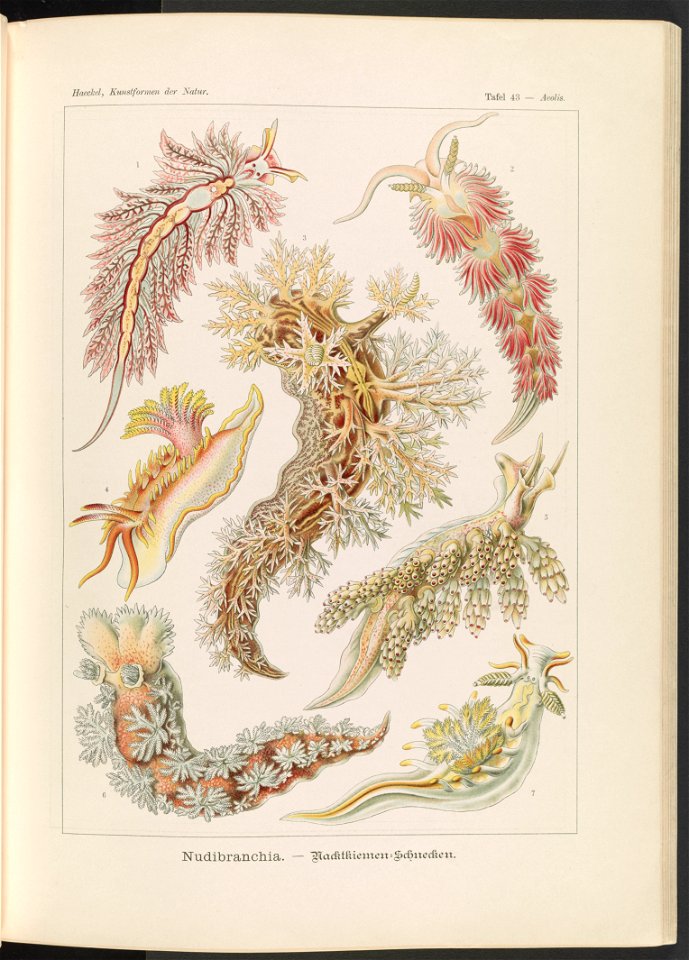 Nudibranchia. - Nacktkiemen-Schnecken LCCN2015648929