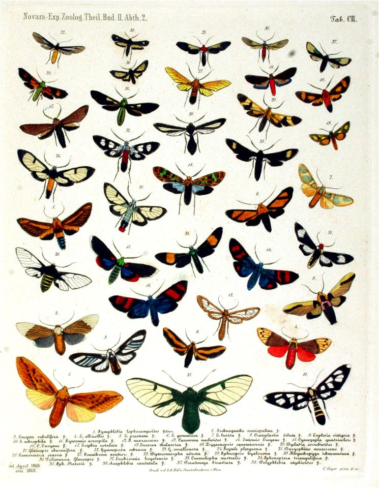 NovaraExpZoologischeTheilLepidopteraAtlasTaf102