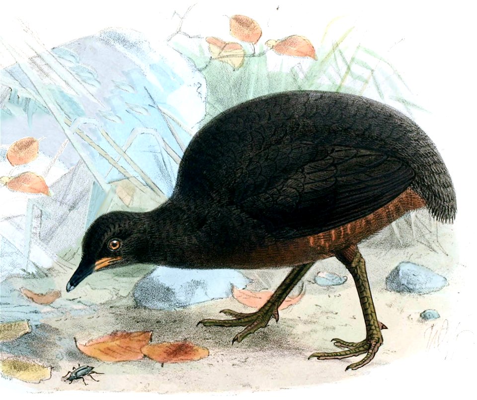 Novitateszoologi05lond 0526b