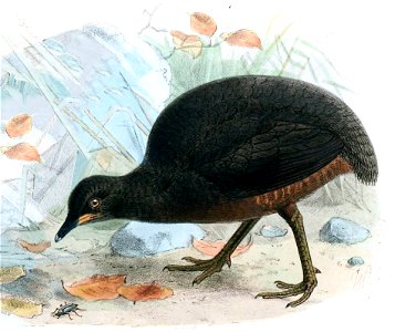 Novitateszoologi05lond 0526b