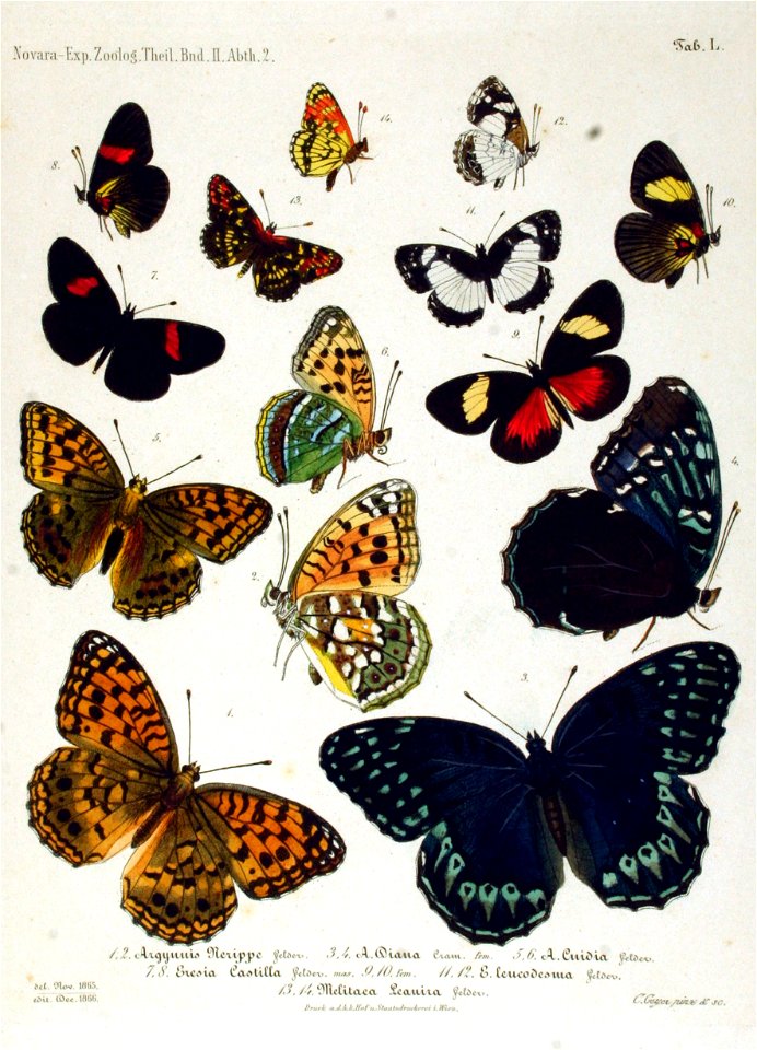 NovaraExpZoologischeTheilLepidopteraAtlasTaf50