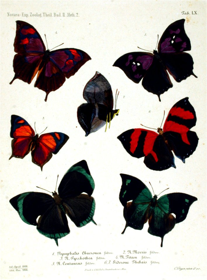 NovaraExpZoologischeTheilLepidopteraAtlasTaf60