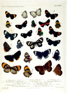 NovaraExpZoologischeTheilLepidopteraAtlasTaf38