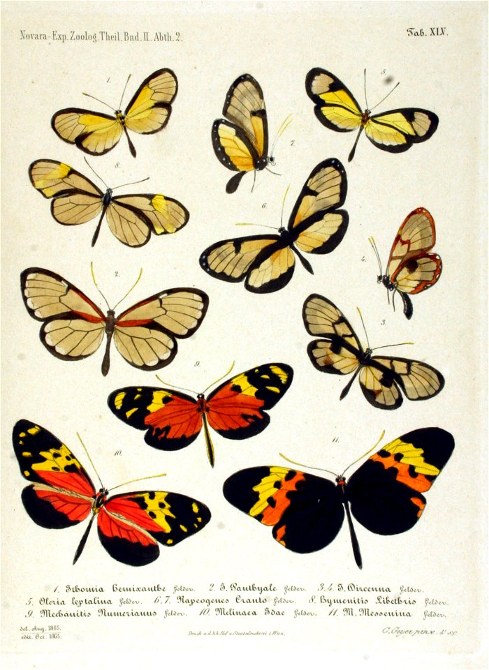 NovaraExpZoologischeTheilLepidopteraAtlasTaf45