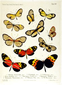 NovaraExpZoologischeTheilLepidopteraAtlasTaf45