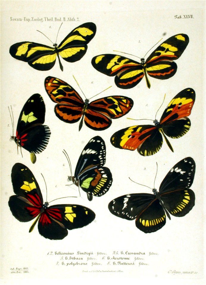 NovaraExpZoologischeTheilLepidopteraAtlasTaf47