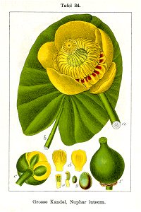 Nuphar lutea Sturm05034