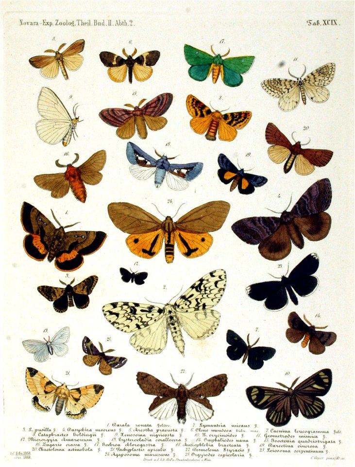 NovaraExpZoologischeTheilLepidopteraAtlasTaf99