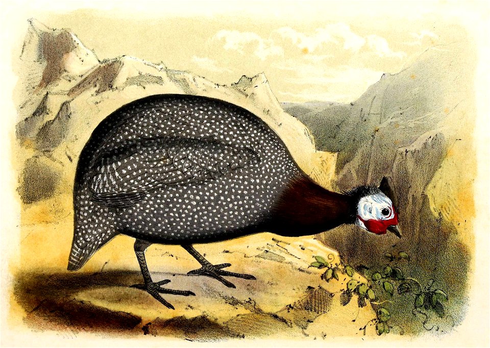 Numida meleagris 1869