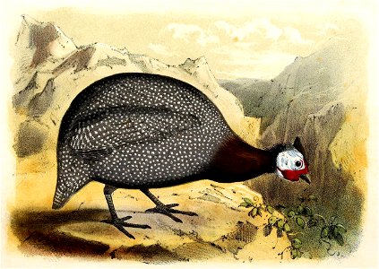 Numida meleagris 1869