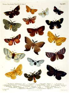 NovaraExpZoologischeTheilLepidopteraAtlasTaf95