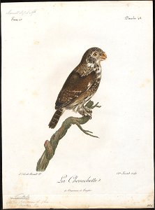 Nyctala funerea - 1796-1808 - Print - Iconographia Zoologica - Special Collections University of Amsterdam - UBA01 IZ18400215