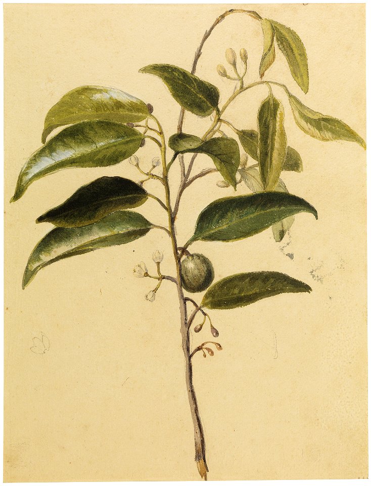 Nutmeg, da Coleção Brasiliana Iconográfica